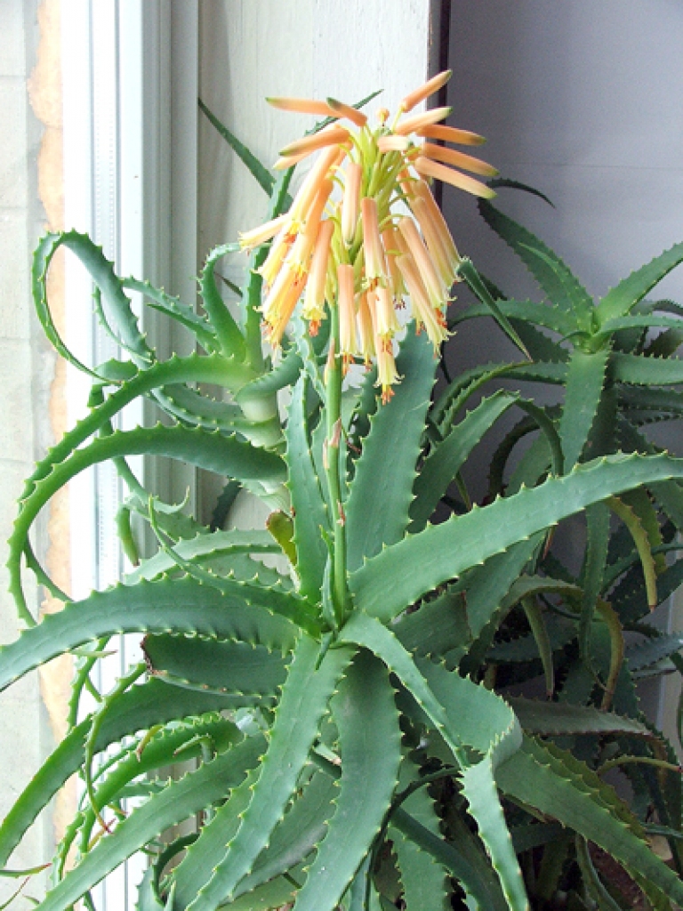 Alveja aug diezgan nelielā, apmēram 15 litru tilpuma māla podā. To spēcīgās saknes pārplēsušas pušu un pietīklojušas pilnu arī paliktni, kurā leju ūdeni. Augam ir vairāki desmiti žuburu, vecākie ir pusotru metru gari. Auga svars, nerēķinot poda un zemes svaru, ir apmēram 30 kilogramu.
Autors: No albuma.