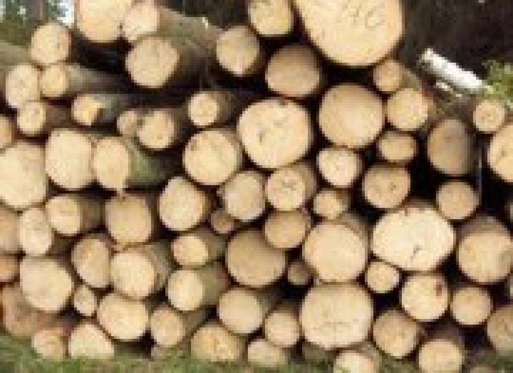 Autors: www.ogrenet.lv