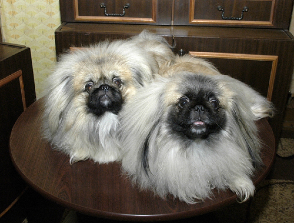 Lai arī Porro (no kreisās) un Paola ir suņi ar dižciltīgām asinīm un augstiem tituliem, tomēr mājās abi vienmēr aktīvi cīnās par to, kurš saņems vairāk saimnieku glāstu un mīlestības. 
Autors: Ivars Bogdanovs