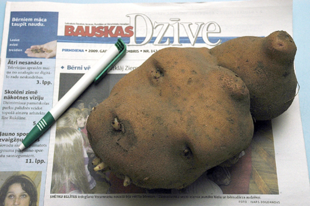 Dižkartupelis, kas izaudzis Mežotnes pagastā. 