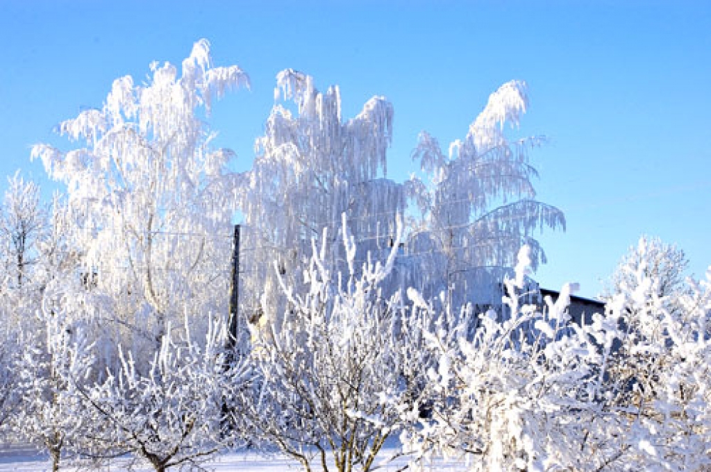 Sals ābelēm un bumbierēm problēmas neradot.
Autors: Ivars Bogdanovs