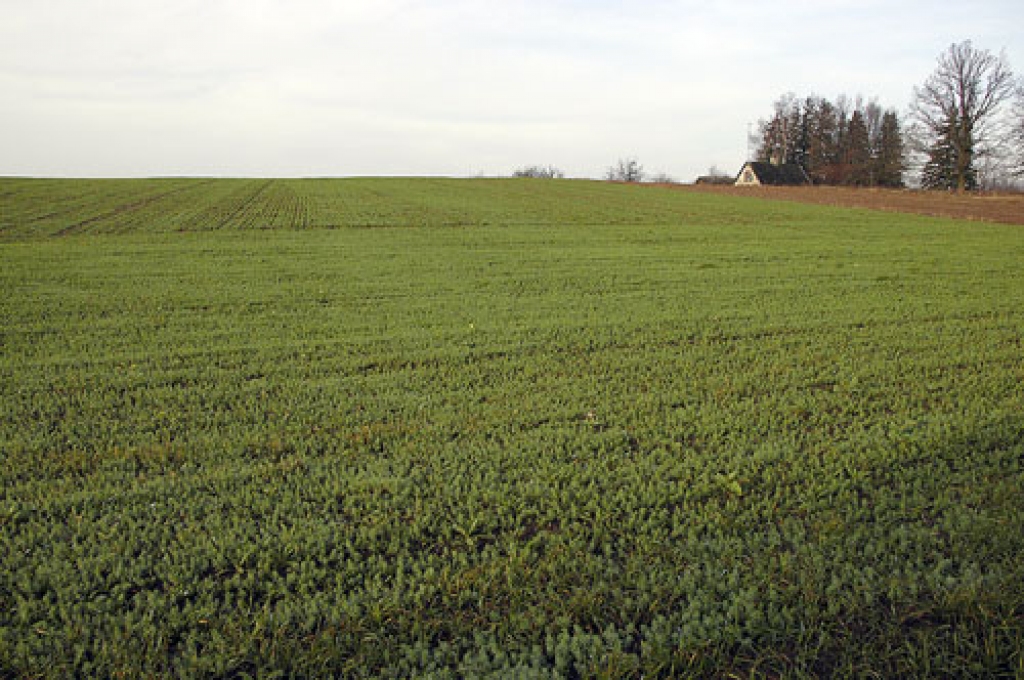 SIA «Iecavnieks» lēš – ja ar visiem jaunās kultūras audzētgribētājiem noslēgs līgumus, jau nākamvasar kopējās eļļas linu platības Latvijā būs ap 1700 hektāru.
Autors: No «Bauskas Dzīves» arhīva.