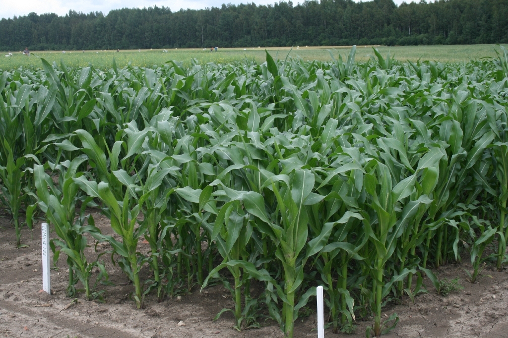 Autors: www.rezeknesnovads.lv