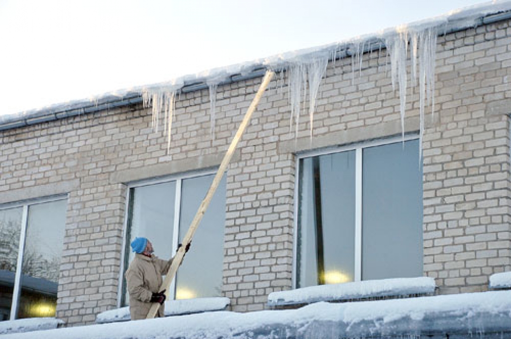 Voldemārs Baranovs, Vecumnieku vidusskolas elektriķis, gādā, lai lāstekas neapdraudētu garāmgājējus.