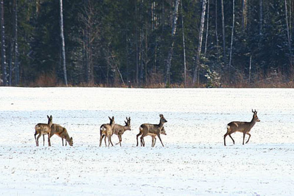 Pasargātas no liekas mednieku uzmanības, stirnas Iecavas novada Zorģos bieži redzamas dārzos, krūmājos un sējumos.