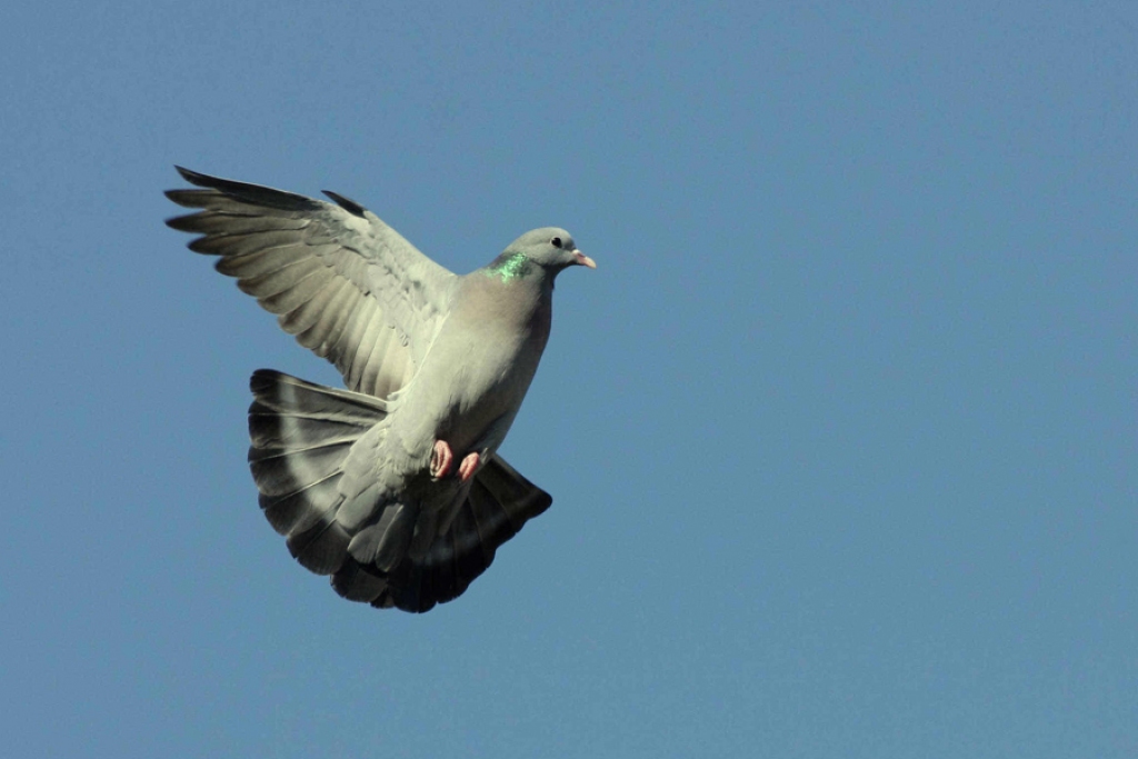 Meža balodis.
Autors: www.ornitofaunistika.com