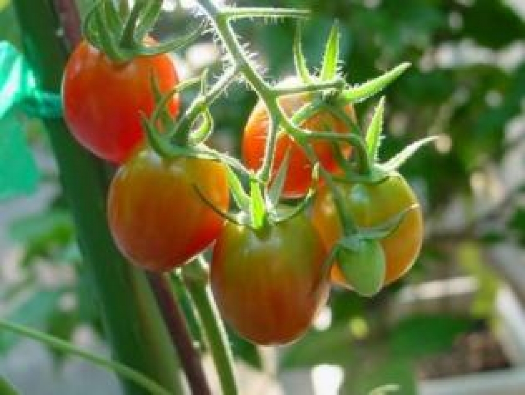 Fotoattēlam ilustratīva nozīme.
Autors: www.apollo.lv