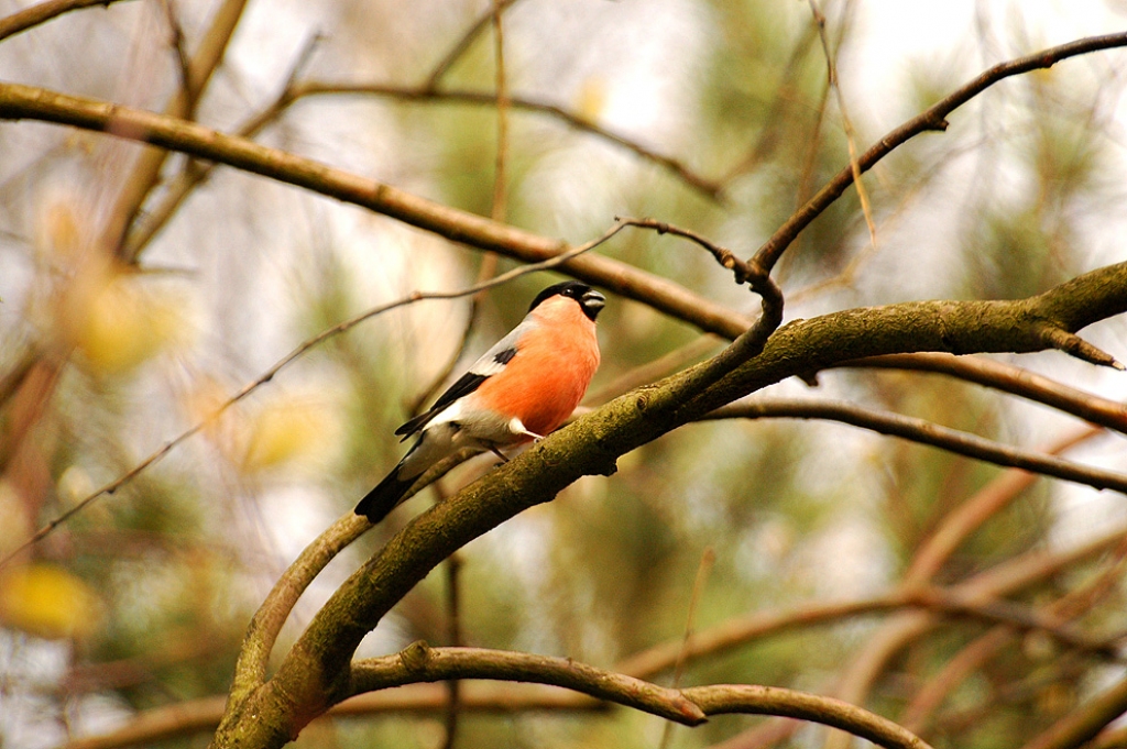 Autors: biodiv.lvgma.gov.lv