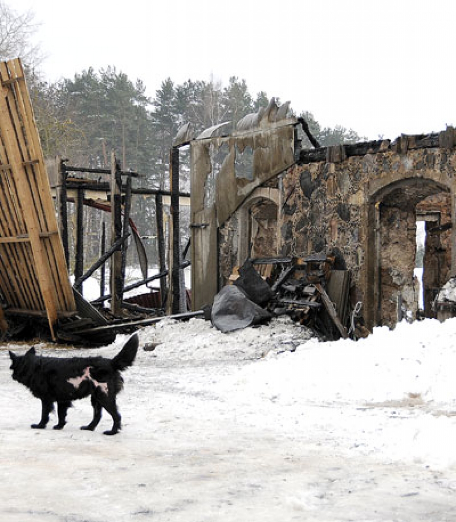 Pie nopostītās kūts Ozolainē  4. februāra priekšpusdienā bija sastopami vien suņi.