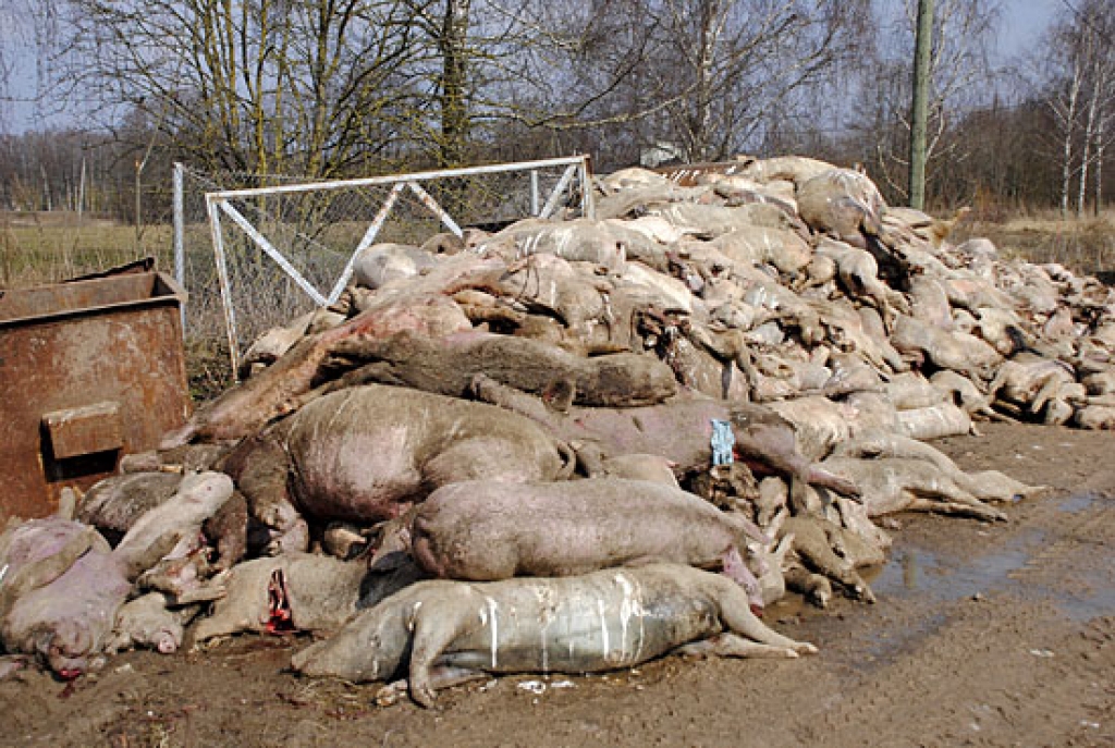 SIA «Uzvara-Strauti» vadītājs Andrejs Šaburovs uzskata, ka simtiem cūku un sivēnu līķu uzkrāšana milzu kaudzē pārsimt metru no autoceļa, nepilnu kilometru no Uzvaras ciemata centra esot normāla parādība.
Autors: Juris Iļņickis