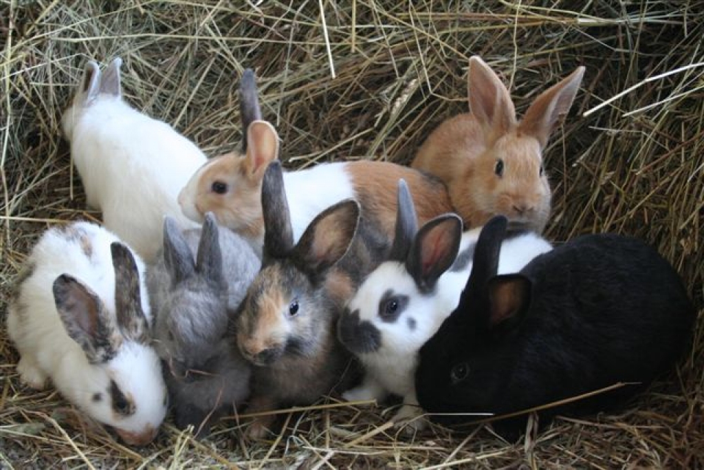 Autors: Publicitātes foto.