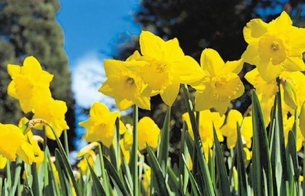 Fotoattēlam ilustratīva nozīme.
Autors: www.brisbanetimes.com.au