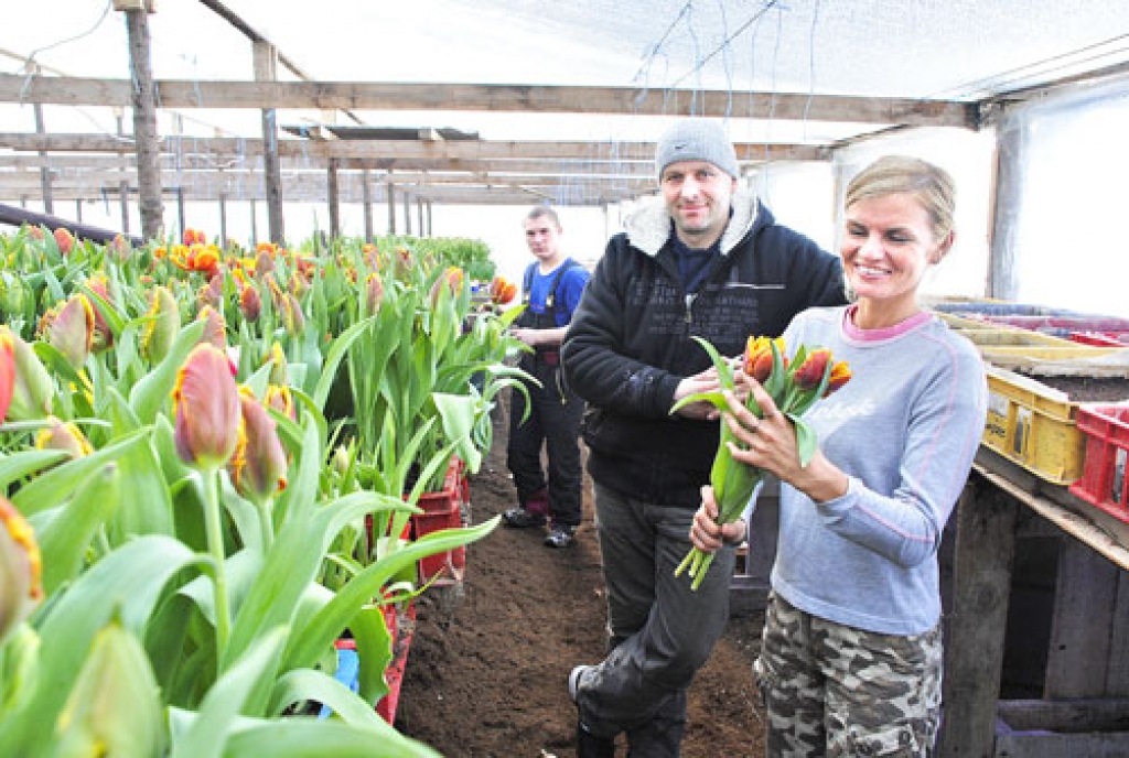 Gvido Kalnmalis ik gadu savai Inetai 8. martā pasniedz tulpes. Šogad ziedu ir vairāki tūkstoši, tie visi pašu siltumnīcā audzēti.
Autors: Juris Iļņickis