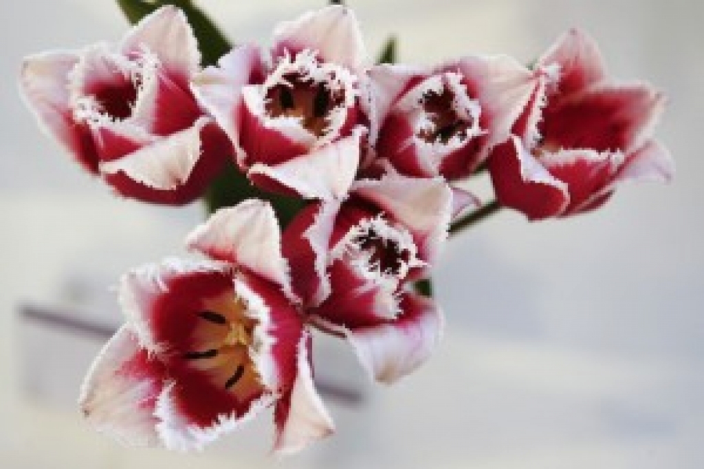 Autors: no www.easyget.lv