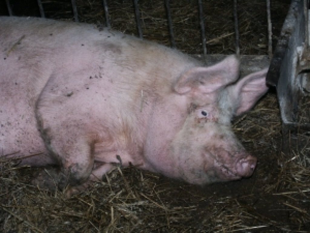 Fotoattēlam ilustratīva nozīme.
Autors: www.rekurzeme.lv