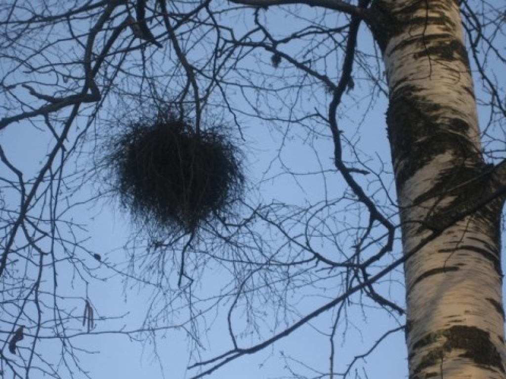 Autors: no www.poga.lv/photos/