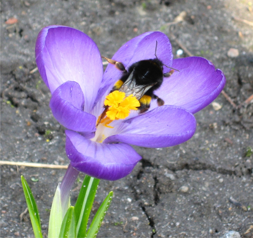 Autors: No Rundāles pils muzej albuma.