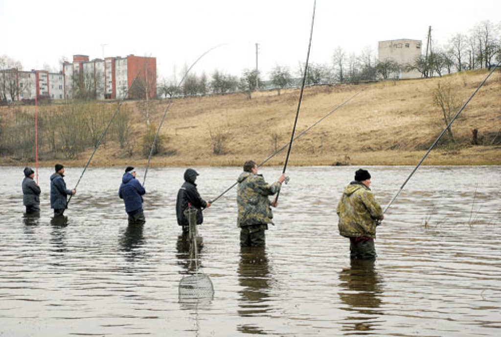 Makšķerēšana atļauta trešdienās, sestdienās, svētdienās un svētku dienā. Otrdien, 7.aprīlī, makšķernieki Bauskā pie Mūsas pulcējās jau gaismiņai austot. Pēc loma uz šejieni bija devušies gan vietējie vīri, gan copmaņo no Rīgas un Jelgavas.
Autors: Juris Iļņickis