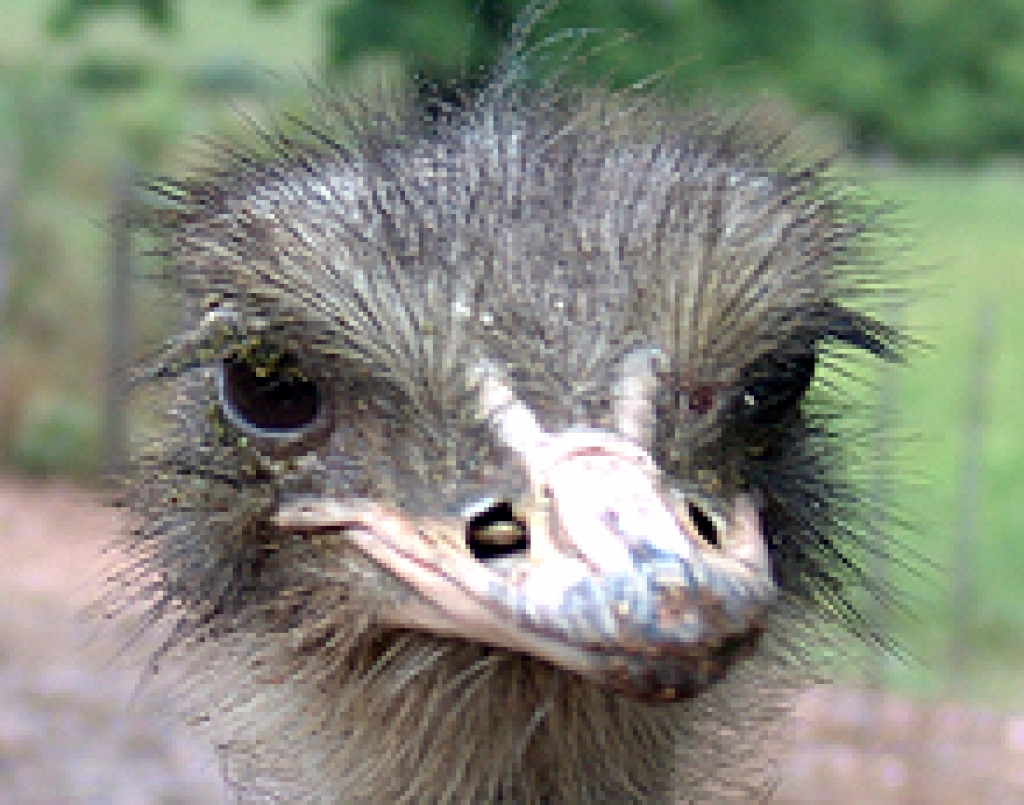 Autors: www.saimnieks.lv