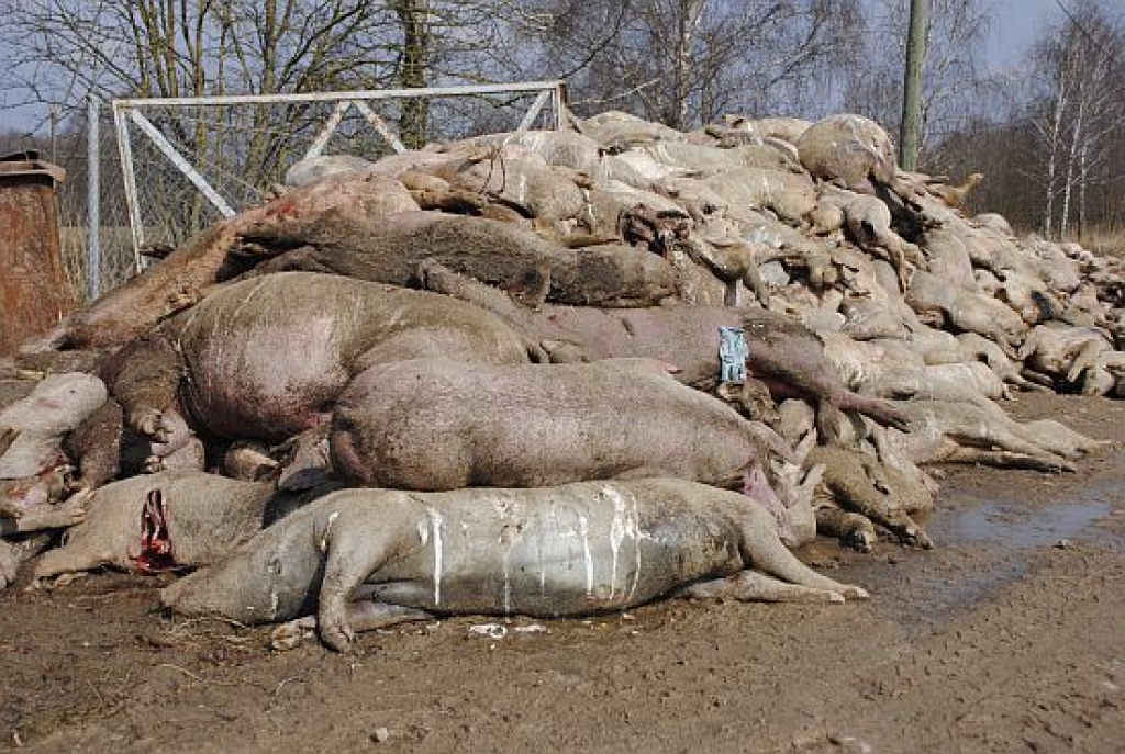 SIA Uzvara-Strauti nolaidības dēļ uzņēmuma teritorijā uzkrājusi vairākas tonnas dzīvnieku līķu.
Autors: Juris Iļņickis