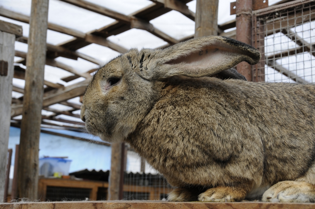 Lieldienu trusis ir slavens – sabiedrisko un izskatīgo garausi pazīst gan izstāžu apmeklētāji, gan «Dobuļu» ciemiņi.
Autors: Ivars Bogdanovs