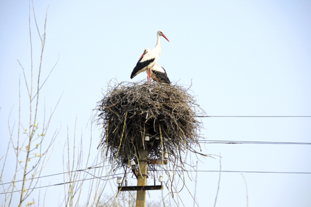 Omulīgs stārķu pāris Vecsaules ceļa malā.