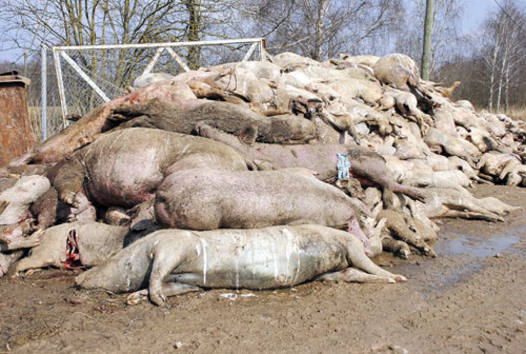 SIA «Uzvara-Strauti» teritorijā un uz piebraucamā ceļa ir simtiem cūku un sivēnu līķu, ko uzkrāj milzu kaudzē pārsimt metru no autoceļa, nepilnu kilometru no Uzvaras ciemata centra.