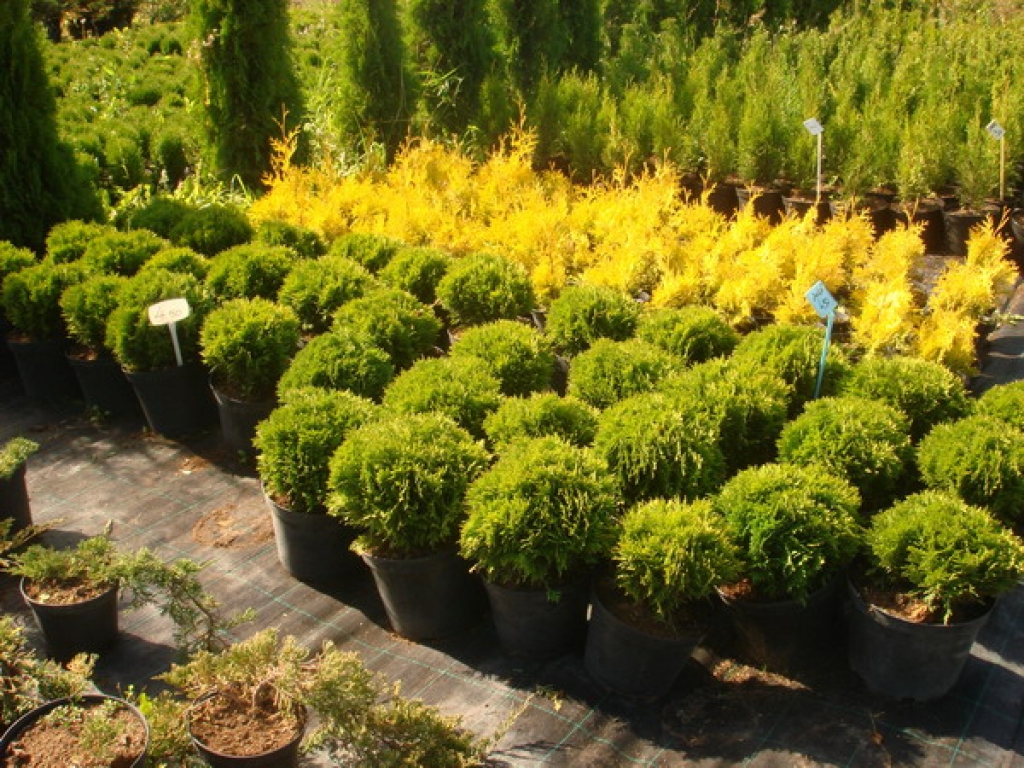 Attēlam ir ilustratīva nozīme.