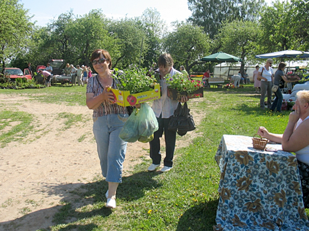 Brunavā audzētie puķu stādi aizceļos arī uz Jaunpili. 
Autors: Vilnis Auzāns