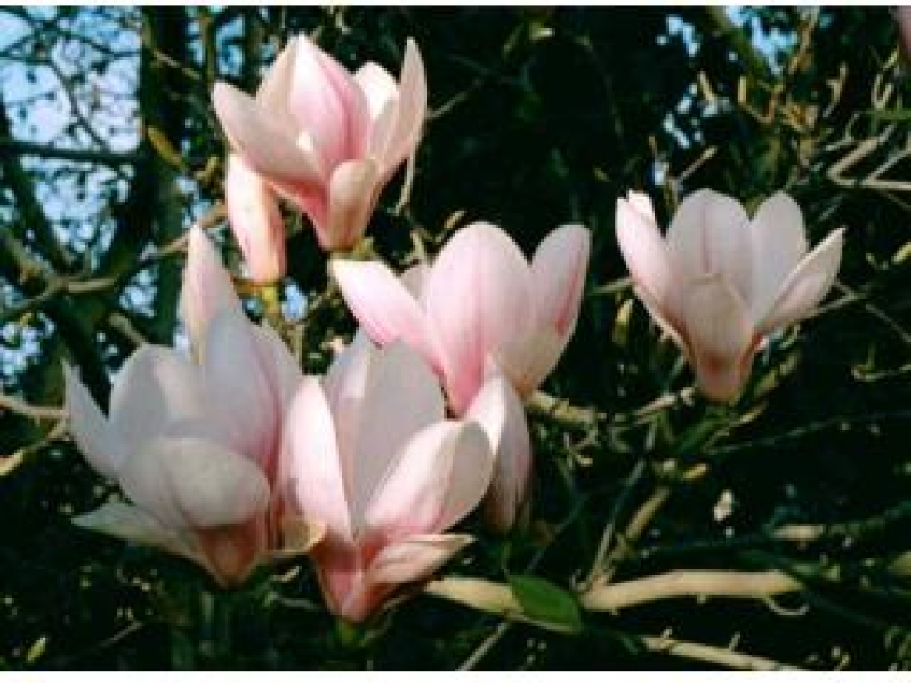 Magnolija.
Autors: flickr.com