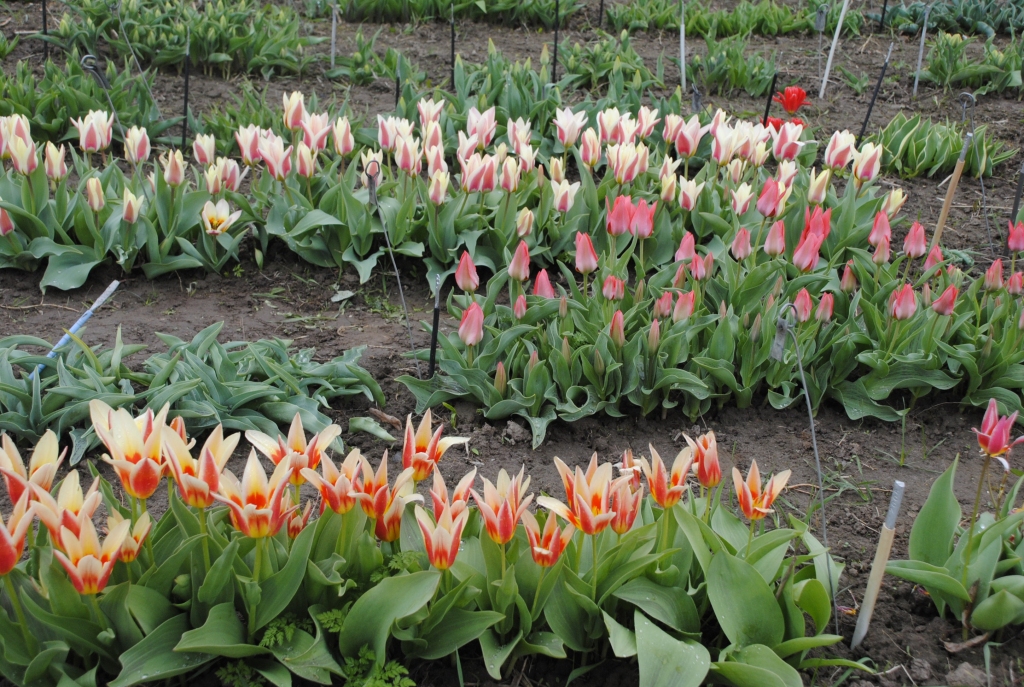 Autors: Juris Iļņickis