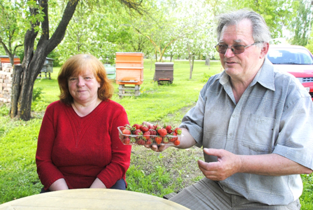 Ārija un Oskars Spaļi ir pārliecinājušies, ka zemenes popularitātē nepārspēj nevienas citas ogas.