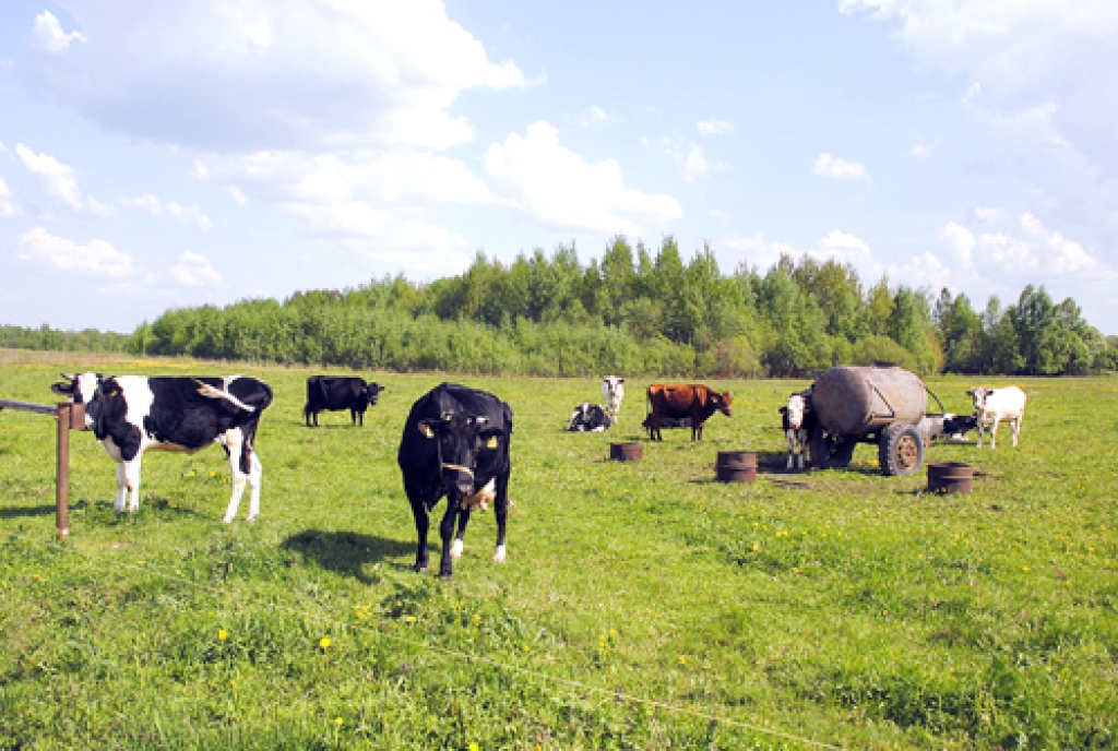 KURMENES pagastā vairākas saimniecības nodarbojas ar piena lopkopību un rūpējas, lai būtu labas ganības.
