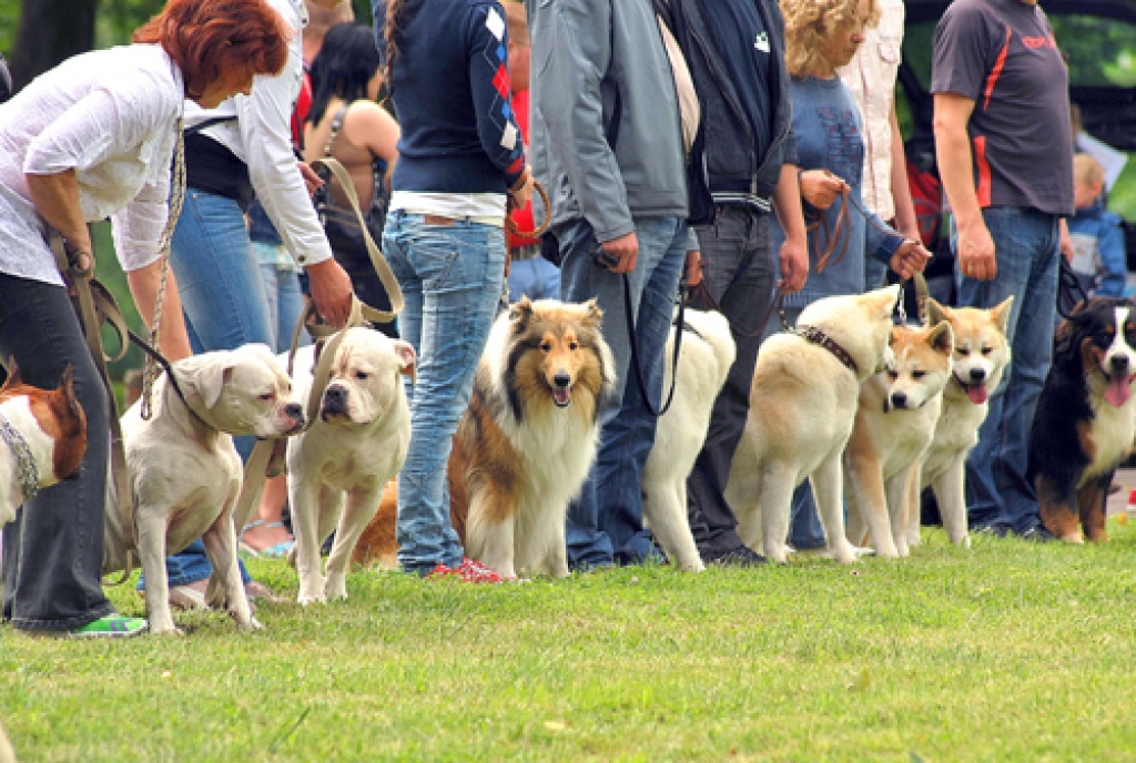 Izstādes laikā īpaši uzmanīgi ir lielo suņu īpašnieki, jo ik pa brīdim kāds mīlulis nolemj aprunāties ar kaimiņu arī nopietnāk. 
Autors: Uldis Varnevičs