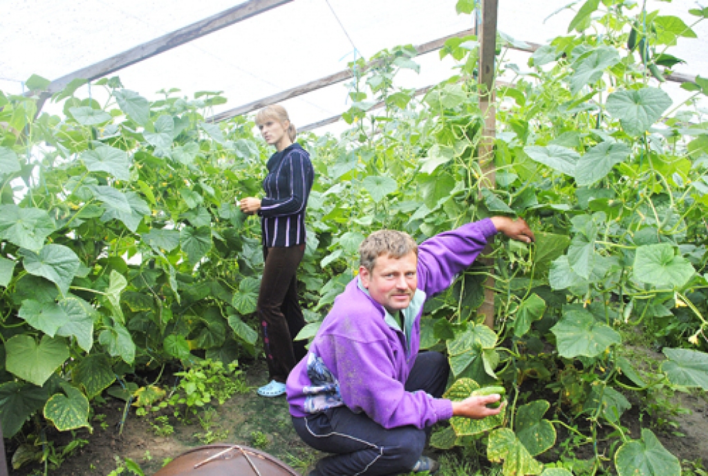 Ilze un Guntis Aužeļi savā piemājas saimniecībā izbūvējuši siltumnīcas, lai tajās audzēto liktu pašu galdā un pārdotu. Tādējādi izdodas nedaudz papildināt ģimenes budžetu.
Autors: Juris Iļņickis