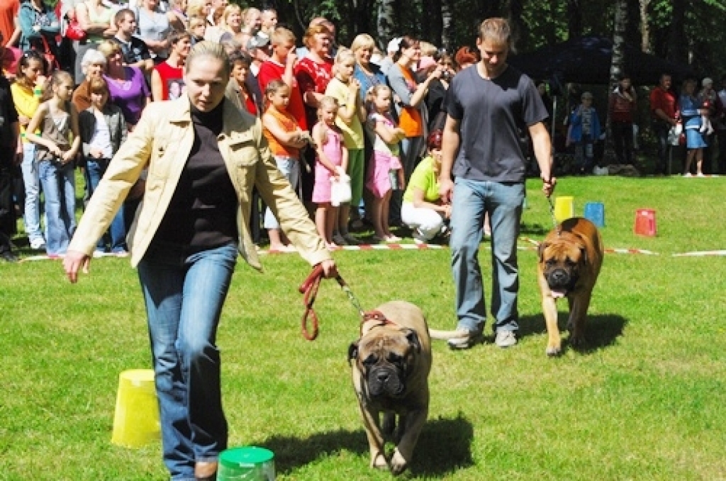 Pagājušajā gadā suņu izstāde Bauskas pilskalna estrādē kļuva par baudījumu dzīvniekmīļiem. 
Autors: No «Bauskas Dzīves» arhīva.