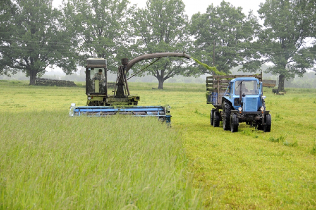Bārbeles pagasta zemnieku saimniecībā «Grantskalni» lopbarības sagatavošanā izmanto vecu tehniku, kuras kalpošanas mūžs pagarināts, to rūpīgi remontējot. 
Autors: Ivars Bogdanovs