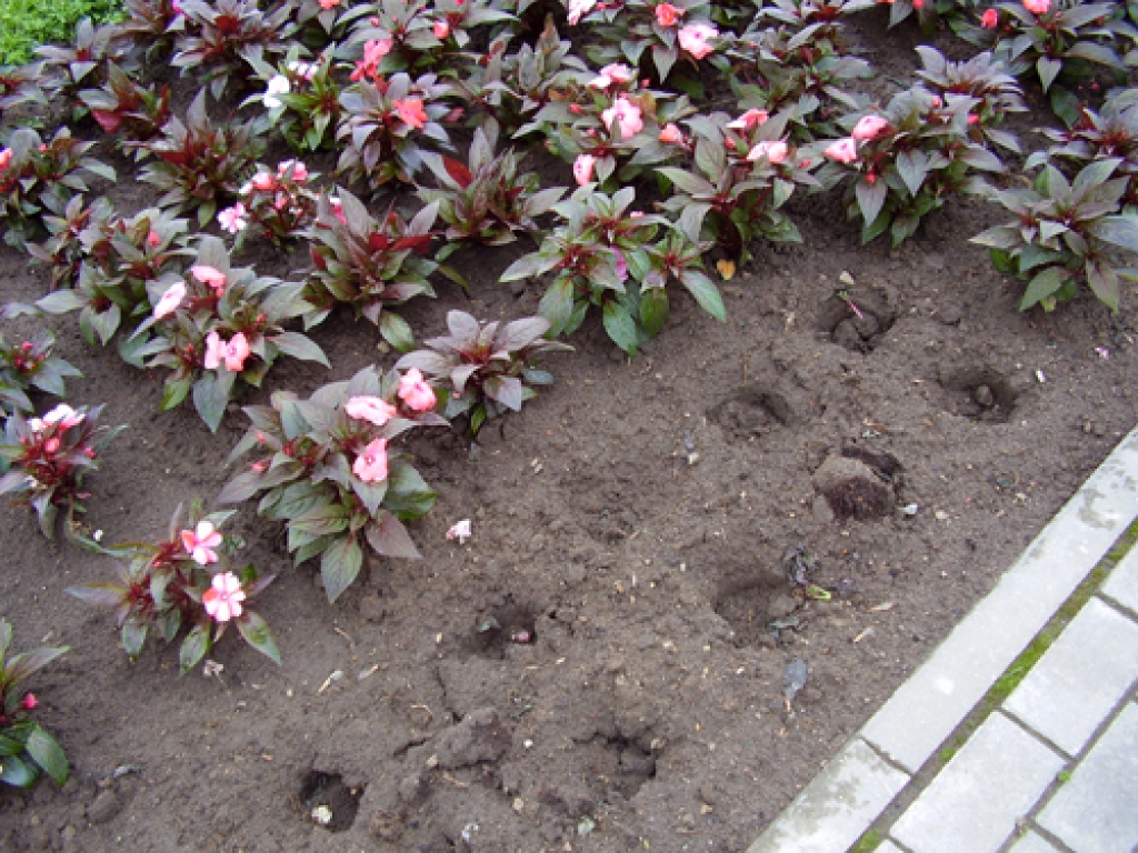 Autors: Inga Muižniece