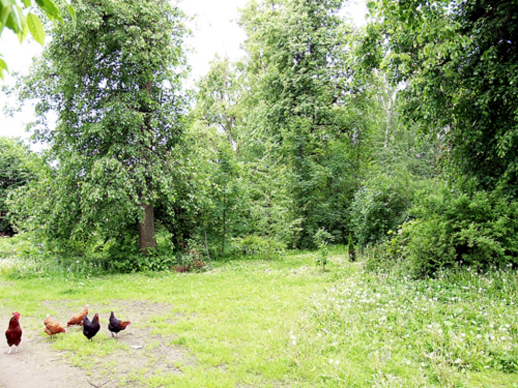 Agrāk Dievdārziņā bērzi iezīmējuši Napoleona virsnieku kapavietas, tagad te aug vecas liepas, no kurām dažas jau padevušās vētrām vai laikazobam.
Autors: Antra Ērgle