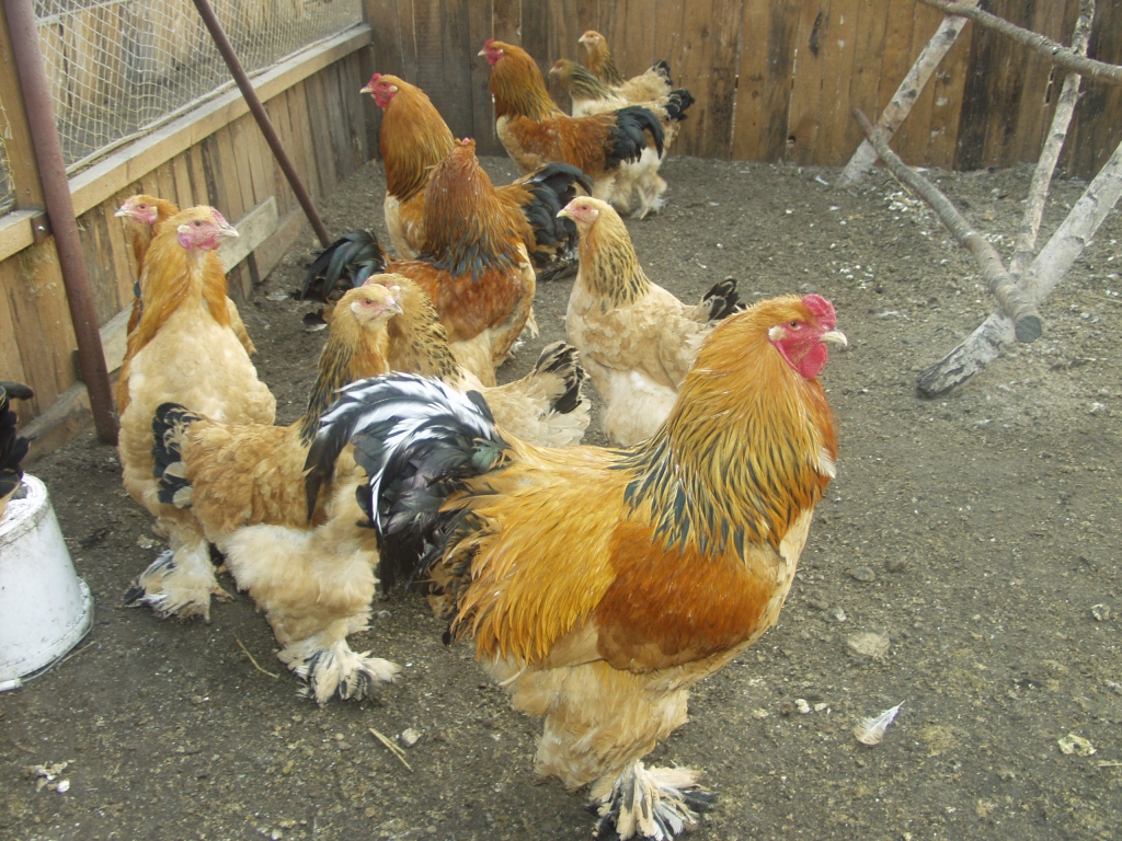 Lietuvas žurnālisti apmeklēs mini zoo «Dobuļi» Iecavas novadā.
Autors: No «Bauskas Dzīves» arhīva.