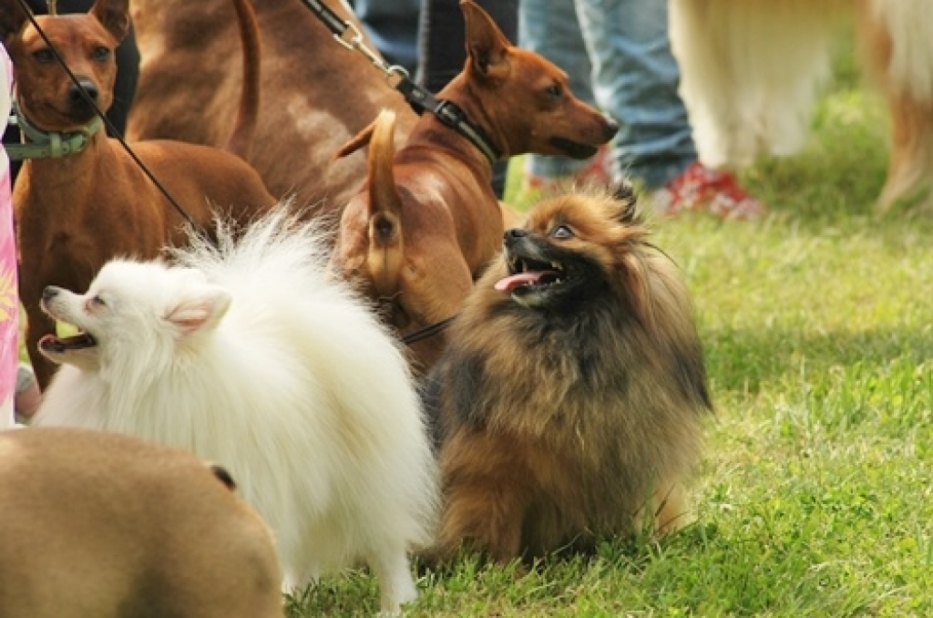 Bauskas pilskalna parkā 20. jūnijā interesenti varēja apmeklēt kinoloģiskā kluba «Ako» rīkoto suņu izstādi. Inguna Mediņa, viena no tās organizatorēm, informēja, ka izstādē piedalījās vairāk nekā 50 šķirņu suņu. 
Autors: Uldis Varnevičs