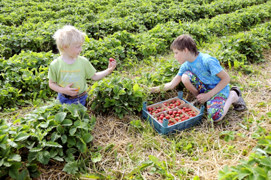 Brāļi Kārlis un Mārtiņš Truntiki ir paši mazākie palīgi zemeņu vākšanā Rundāles pagasta zemnieku saimniecībā «Jaunlejnieki».