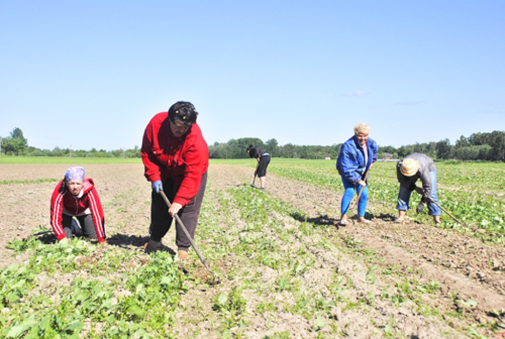 Sīksīpolu laukā ar herbicīdiem visas nezāles nav iznīcinātas, ar ķeraiņu madaru cīnās kaplētājas.