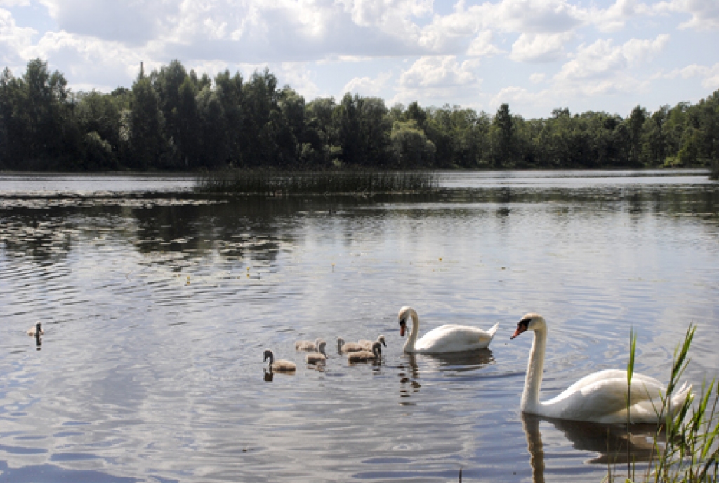 Karsto vasaras laiku bauda arī gulbji Vecumnieku ezerā.
Autors: Juris Iļņickis