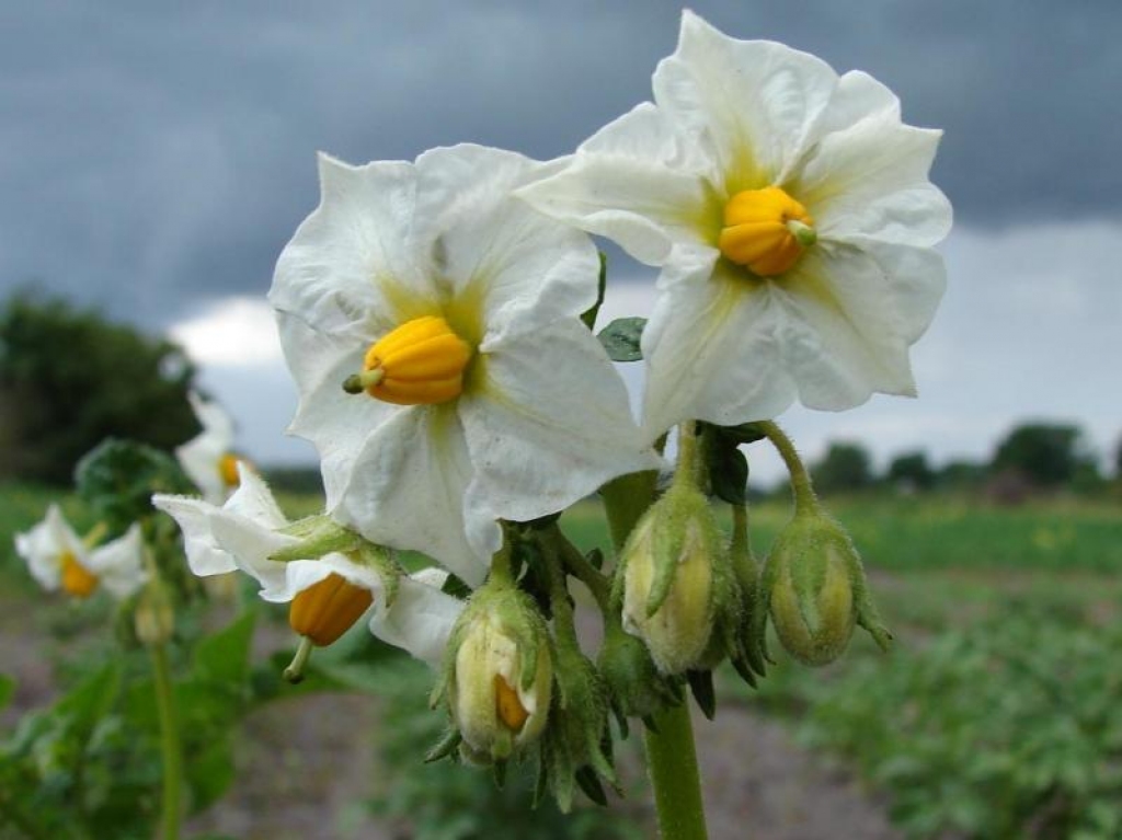 Autors: no «Bauskas Dzīves» arhīva