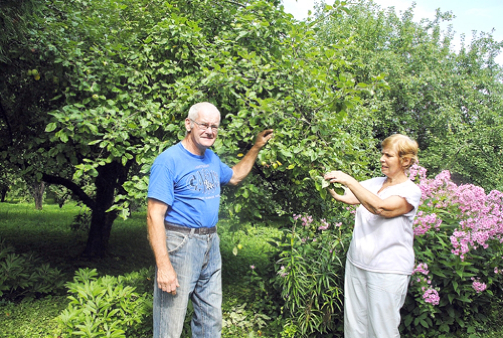 Juris Gailītis saka: «Ābeļdārzu nevar tā vienkārši pavasarī nomiglot un rudenī novākt ražu.» Viņam un sievai Agrai tajā darba pietiek katru dienu.