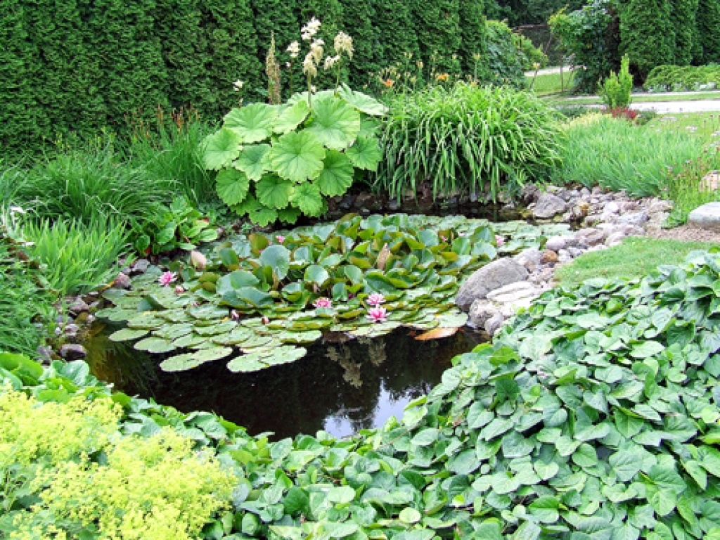 Ūdenstilpju noformējumā ielauzusies pēdējo gadu pasaules mode – moderni izspūruši un dabiski nepiegludināti stādījumi.