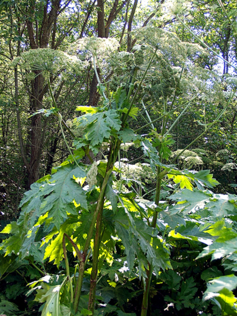 Cīniņš ar latvāņiem daudzviet Iecavas novadā rit visai sekmīgi, vietumis audzes vēl tikai jāsāk iznīdēt. 