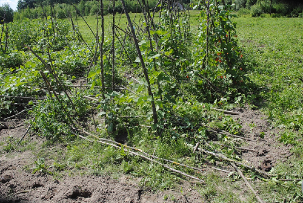 Izbradātā dārza fragments.