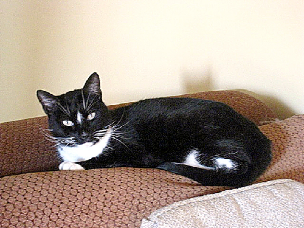 Pisiča tikai pret diviem cilvēkiem neizrāda dusmas par agrākajiem pāridarījumiem – pret mežotnieci Jūliju Ivanovu un rumāni Katalinu Iorgu.